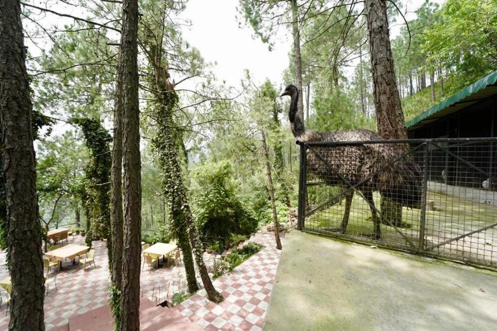 Nature View Resort !! A Four Star Lavish & Luxury Resort Chail Extérieur photo